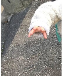 OLD NAVY | チノパンツ