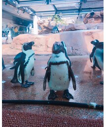 🐧 | その他