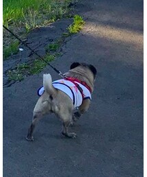 COLEMAN | ペットウェア