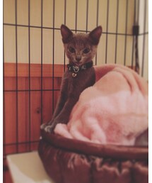 寝起きの音ちゃん。 | その他