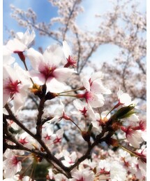 遅ればせながら桜 | その他