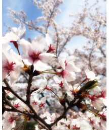 桜きれかった🌸 | その他
