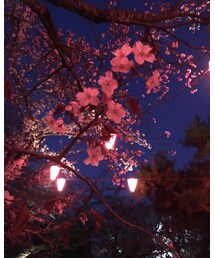 夜桜も見に行ってきたよ🌸 | その他