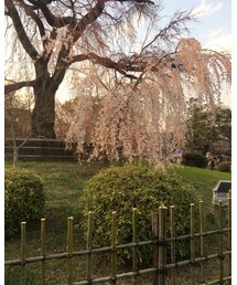 お花見 | その他