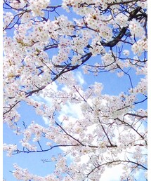 桜 | 福袋/福箱