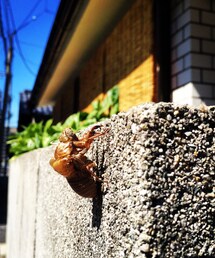 セミの抜け殻(その他)