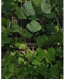 SUUNTO | アナログ腕時計