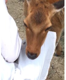 宮島の鹿 | その他