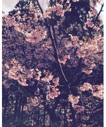 桜 | その他