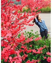 真っ赤な桜 | その他