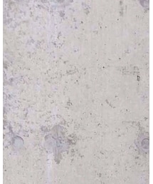 UNION STATION | デニムパンツ