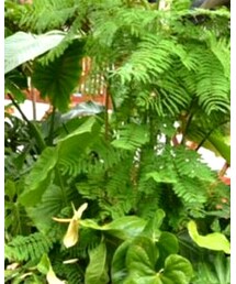 ACHIEVE | ワンピース