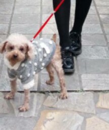 DAPHNE | ドレスシューズ