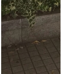 SAINT LAURENT PARIS | デニムパンツ