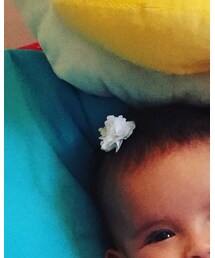 seed heritage | バレッタ/ヘアクリップ