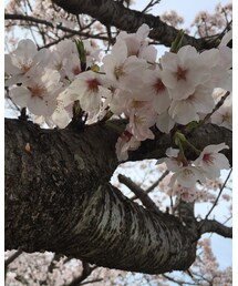 桜 🌸🌸 | その他