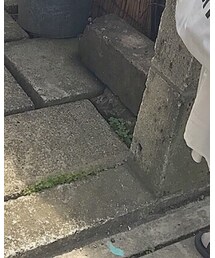 DW | アナログ腕時計