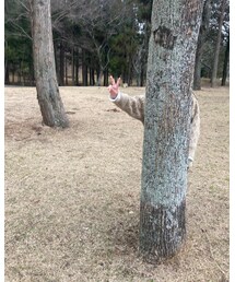 さちこはどこだ | その他