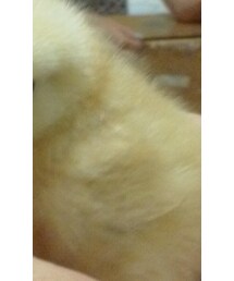 DRKSHDW by RICK OWENS | オールインワン・サロペット