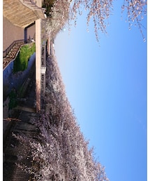 🌸 | 石神井川🌸(その他)