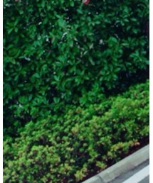 和洋折衷 | スカート