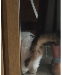 猫 | その他