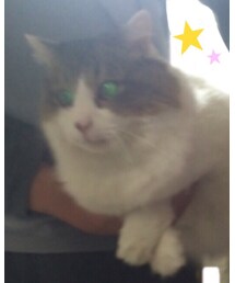 ラグドール/ねこ | その他