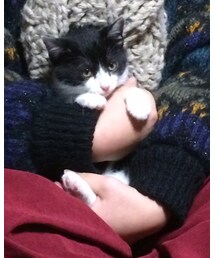 こねこ | その他