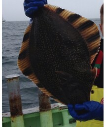 ゴソガレイ | その他