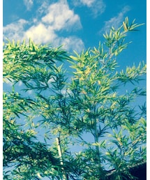 いい天気 | その他