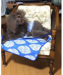 ぼたもち | その他