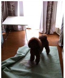 ぼたもち | その他