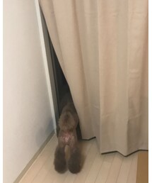 ぼたもち | その他