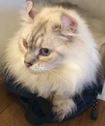 COMME CA ISM | デイバッグ
(バックパック/リュック)