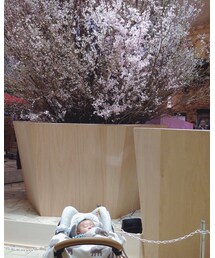 お花見🌸 | その他