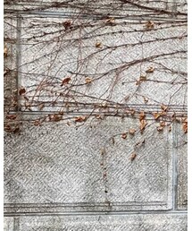 GU | デニムパンツ