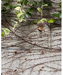 PORTER | バックパック/リュック