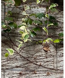 workman | ニットキャップ/ビーニー