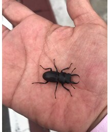 コクワガタ | その他