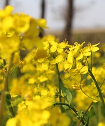 春の贈り物(その他)
