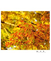 紅葉 | その他