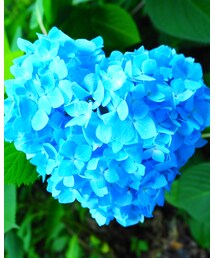 明月院💠 | その他