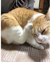 R.H. Vintage | カーディガン/ボレロ