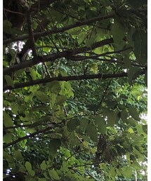 乡 | Tシャツ/カットソー