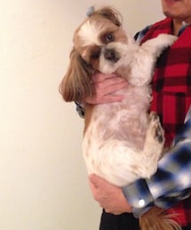 茶々丸 | その他