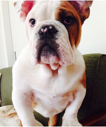 愛犬ブルドッグ | イングリッシュブルドッグ(その他)