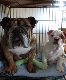 しげちゃん | しげちゃん、お母さんといっしょ(その他)