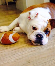 しげちゃん | お気に入りのオモチャと、色いっしょ。(その他)