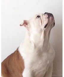 お犬様 | その他