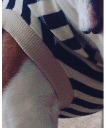 ドムカデザイン | その他